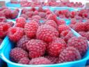 maline